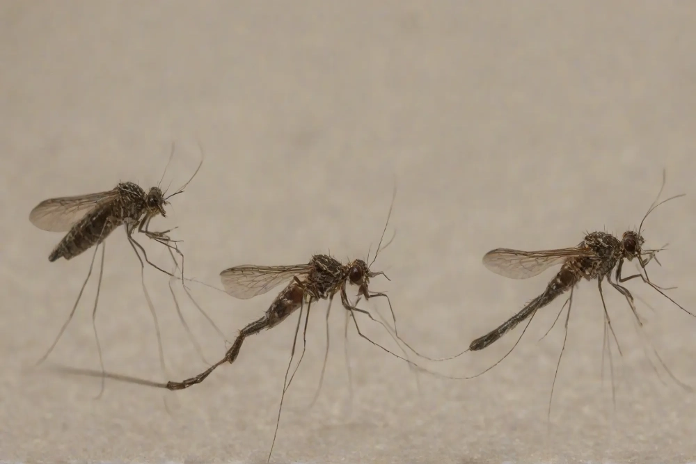 Cuidados e prevenção contra a Dengue: tudo o que você precisa fazer para evitar a doença