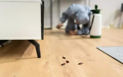 Diferenças de custo entre dedetização residencial e comercial