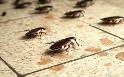 Desmistificando os preços da dedetização: o que considerar ao contratar?