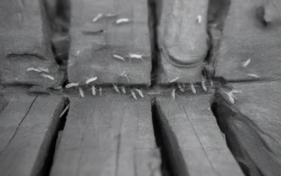 Dedetização de Cupins RJ: Por Que São Considerados um Problema Tão Grande?