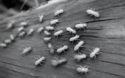 Dedetização na Zona Sudoeste RJ: Segurança e Eficiência para Residências e Condomínios