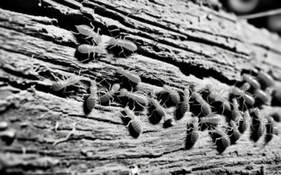 Sinais de infestação de cupim: como identificar?