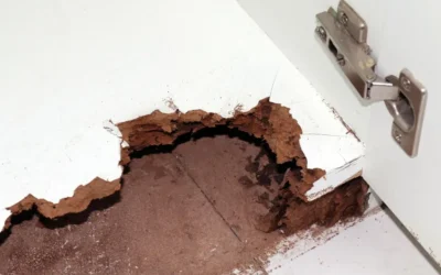 Cupins em diferentes ambientes: como lidar com isso?