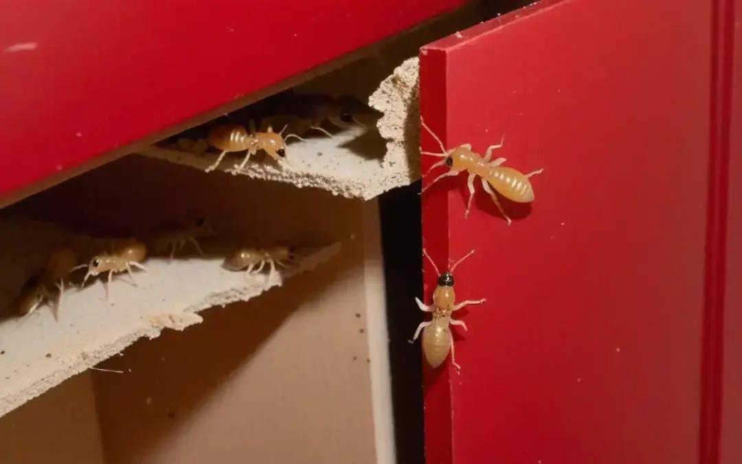 Qual a importância da dedetização preventiva contra cupins RJ