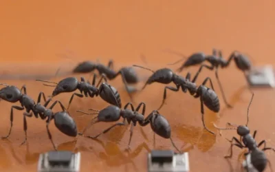 Dedetizadora em Jacarepaguá com garantia: como funciona e o que observar?